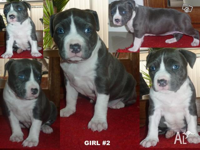 American Blue Staffy Pups For Sale Melbourne