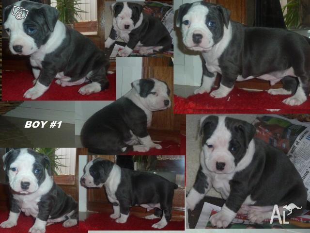 American Blue Staffy Pups For Sale Melbourne