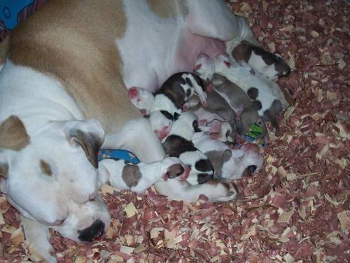 American Bulldog Johnson Type Puppies Sale