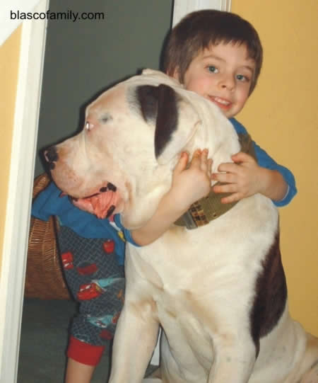 American Bulldog Johnson Type Puppies Sale