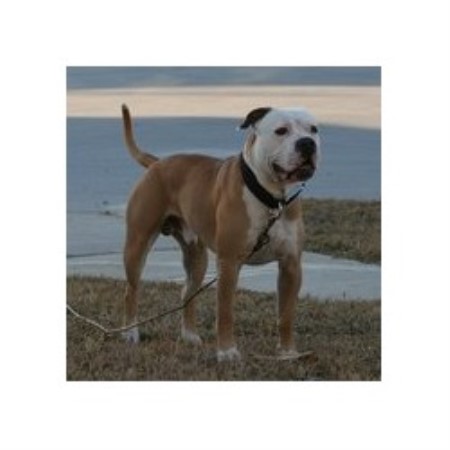 American Bulldog Johnson Type Temperament