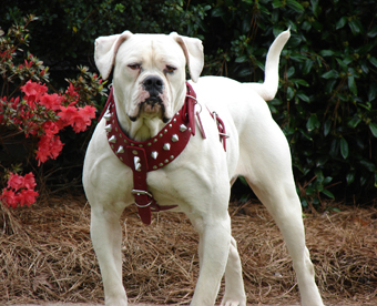 American Bulldog Johnson Type Temperament