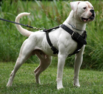 American Bulldog Johnson Type Temperament