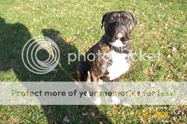 American Bulldog Puppies Brindle