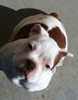 American Bulldog Puppies Brindle