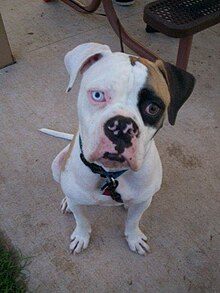 American Bulldog Puppies Brindle