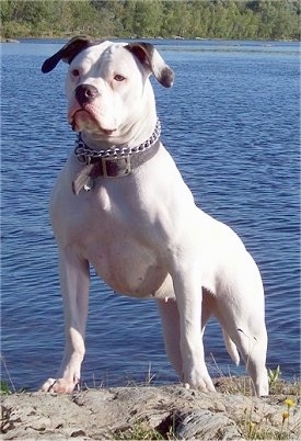 American Bulldog Puppies Brindle