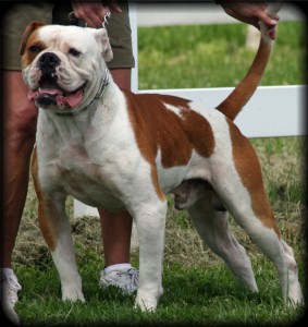 American Bulldog Puppies Brindle