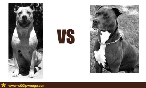 American Bulldog Vs Pitbull