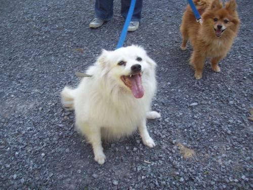 American Eskimo Dog For Sale