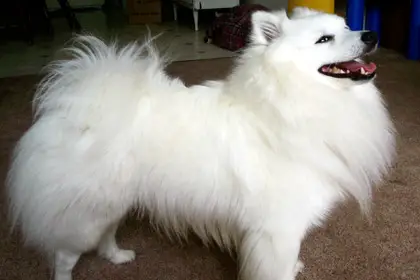 American Eskimo Dog Miniature