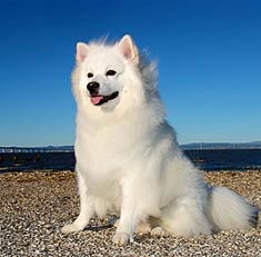 American Eskimo Dog Miniature