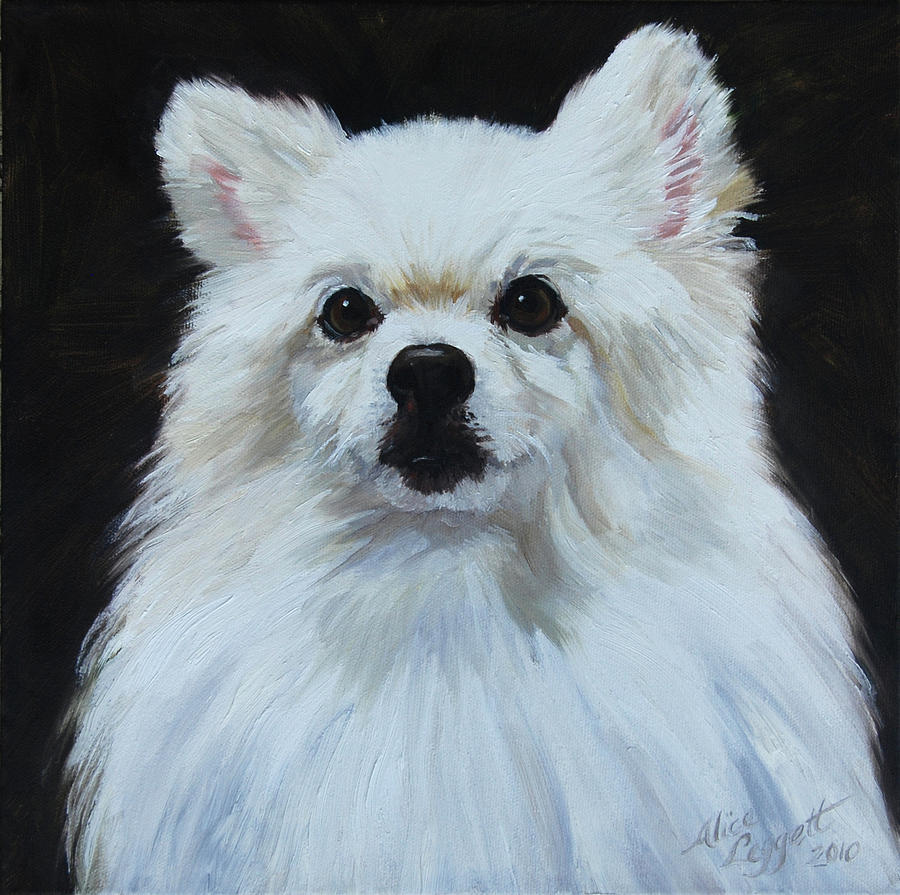 American Eskimo Dog Miniature