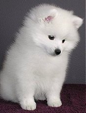 American Eskimo Dog Miniature