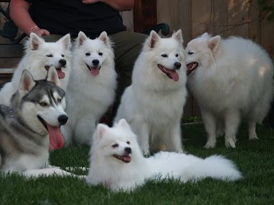 American Eskimo Dog Miniature