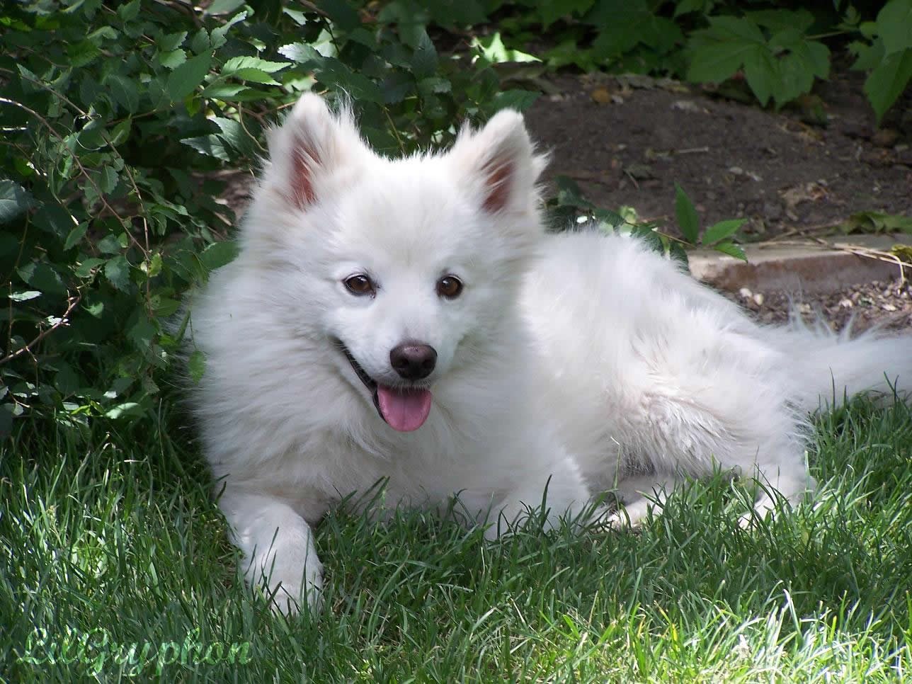 American Eskimo Dog Miniature