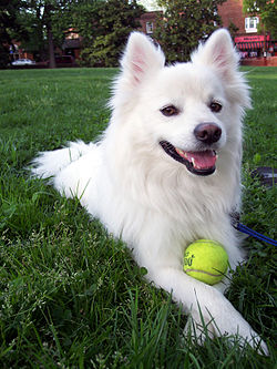 American Eskimo Dog Miniature