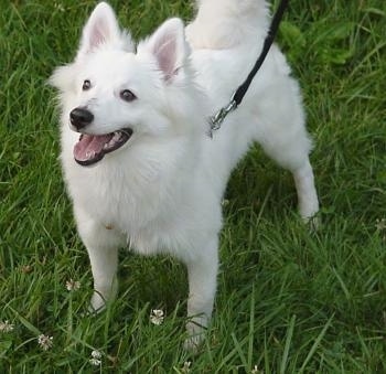 American Eskimo Dog Mix