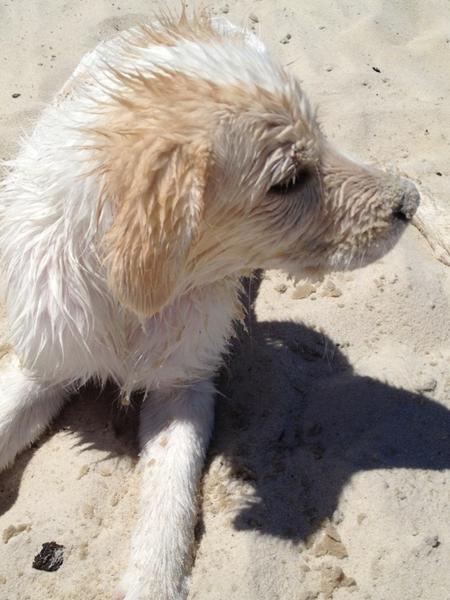 American Eskimo Dog Mix