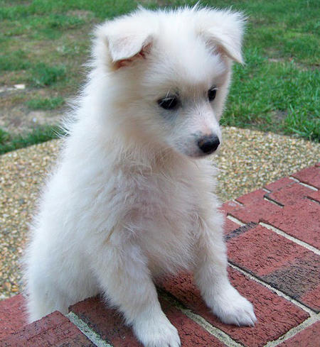 American Eskimo Dog Puppy