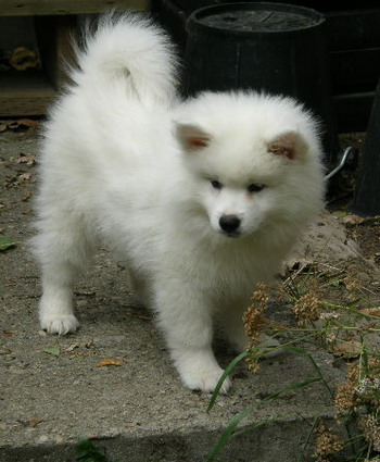 American Eskimo Dog Puppy