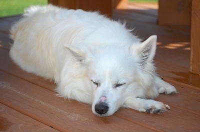 American Eskimo Dog Puppy