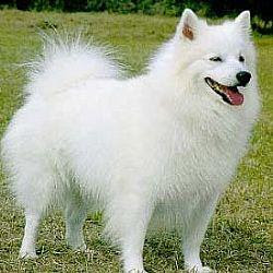 American Eskimo Dog Puppy