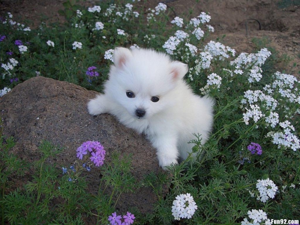 American Eskimo Dog Puppy