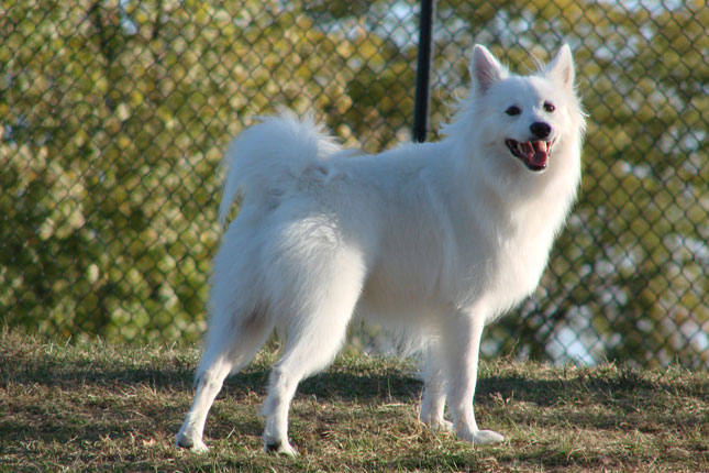 American Eskimo Dog Puppy