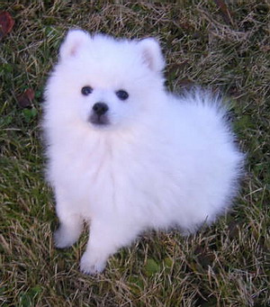 American Eskimo Dog Puppy