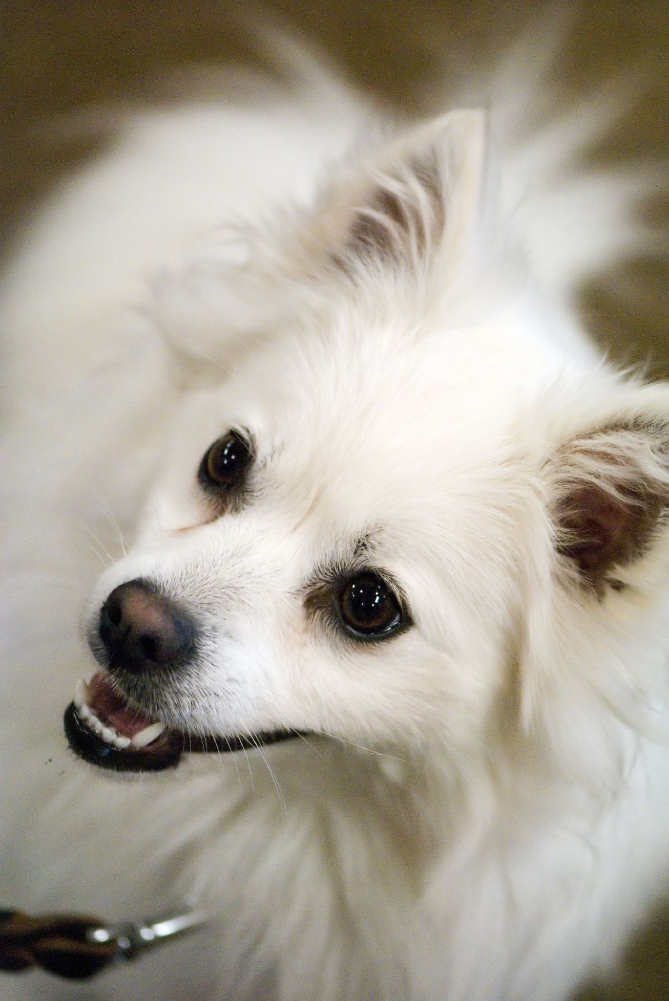 American Eskimo Dog Size