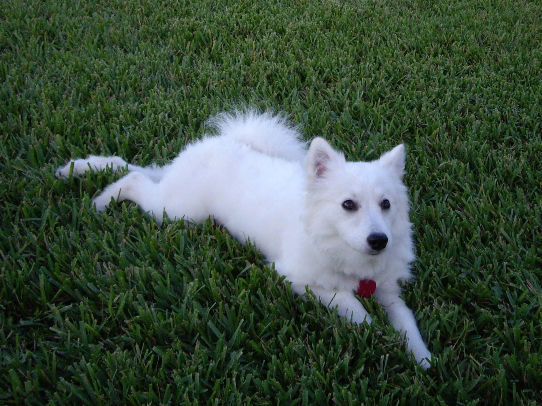 American Eskimo Dog Size