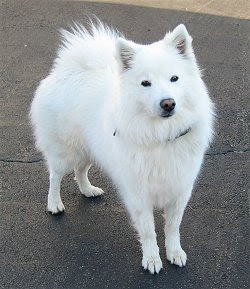 American Eskimo Dog Size