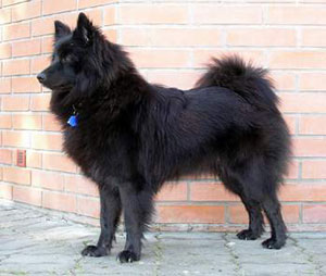 American Eskimo Dog Size