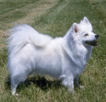 American Eskimo Dog Size