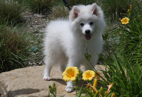 American Eskimo Dog Toy