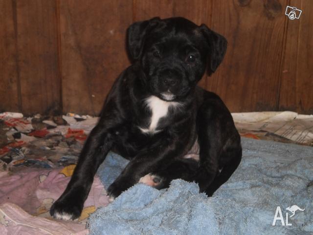 American Staffies For Sale