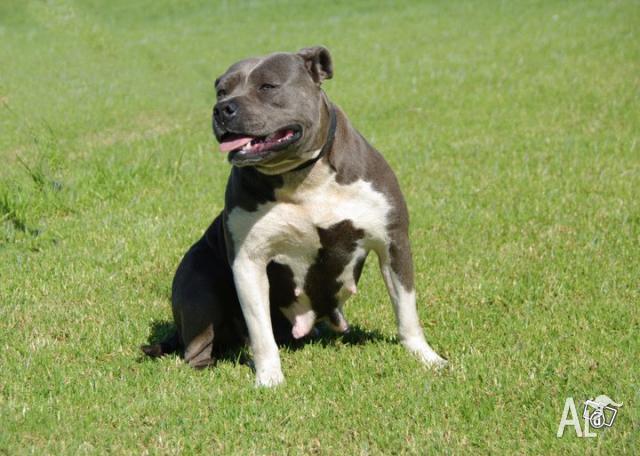 American Staffies For Sale Melbourne