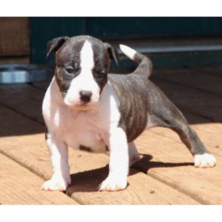 American Staffordshire Bull Terrier Puppies For Sale