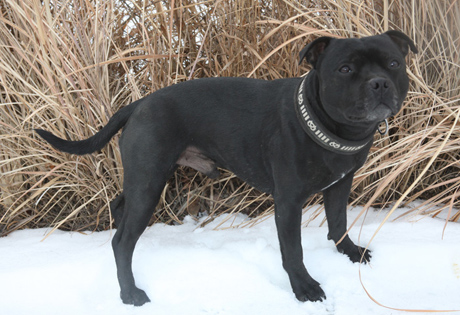 American Staffordshire Bull Terrier Puppies For Sale