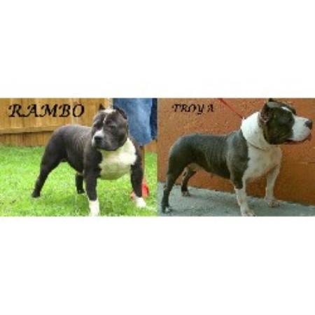 American Staffordshire Bull Terrier Puppies For Sale In Florida