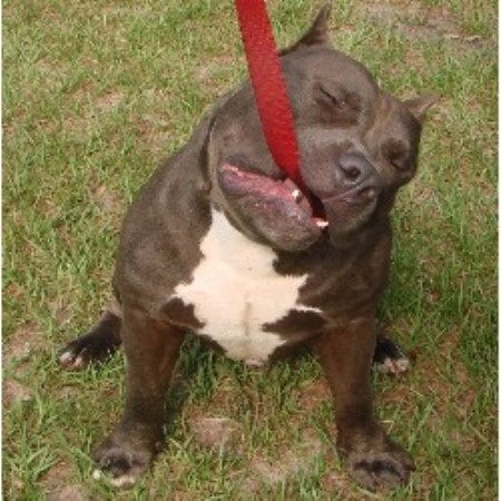 American Staffordshire Bull Terrier Puppies For Sale In Florida