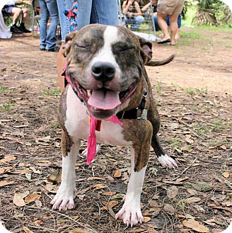 American Staffordshire Bull Terrier Puppies For Sale In Florida