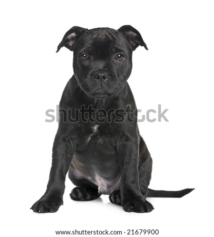 American Staffordshire Bull Terrier Puppies For Sale In Florida