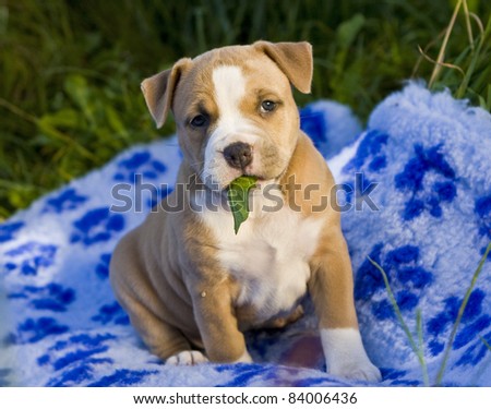 American Staffordshire Pitbull Puppies