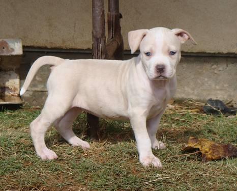 American Staffordshire Pitbull Puppies