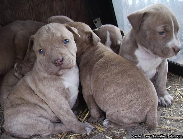 American Staffordshire Pitbull Puppies