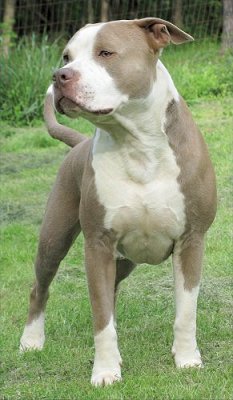 American Staffordshire Pitbull Terrier