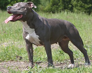 American Staffordshire Pitbull Terrier