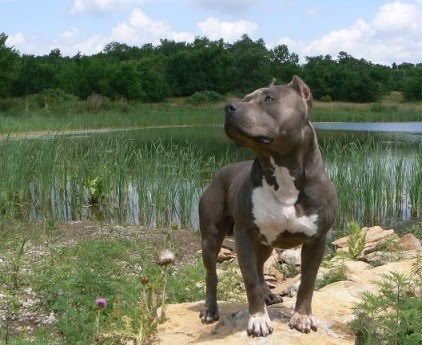 American Staffordshire Pitbull Terrier Mix